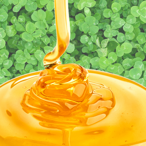 Honey | Clover Honey | Clover