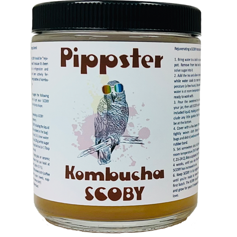 Kombucha | Pippster's SCOBY