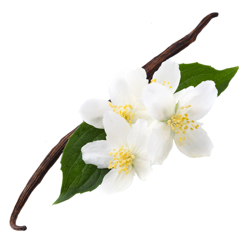 Herb | Vanilla Bean | Madagascar